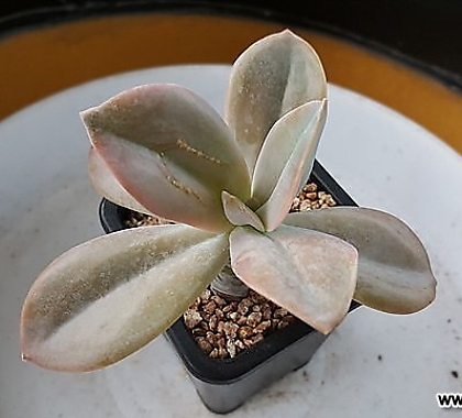 Graptoveria Fred Ives 283.