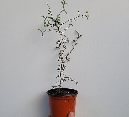 호주야생화 수입식물 마오리소포라 소품 15-35cm 99