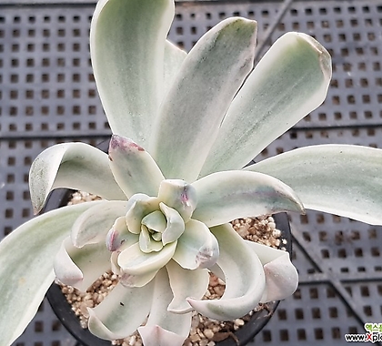 Graptoveria Fred Ives 1015