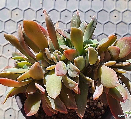 Graptoveria Fred Ives 5.51 1013