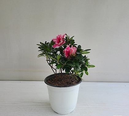 철쭉 핑크무늬 공기정화식물 반려식물