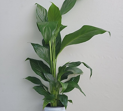 키가큰 국민식물 롱 스파트필름 소품 중엽 15-25cm 33