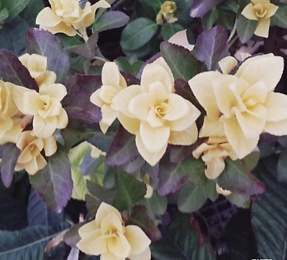황金사철나무스프링참18cm花盆정원수상록수울타리묘목 18cm