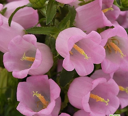캄파눌라-핑크 모종 3포트 다년생 분화용 절화용 천지가야생화
