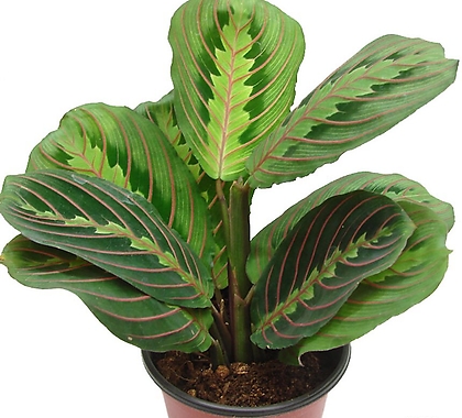 마란타 레오코네우라 화려한 무늬 관엽식물 칼라데아 공기정화식물 인테리어 화분