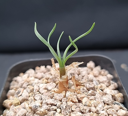 Gethyllis Grandiflora X namaquensis