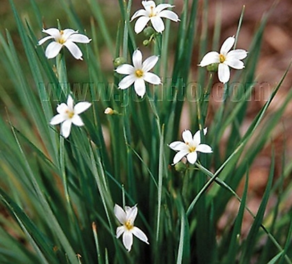 흰애기등심붓꽃 / 사진촬영 2021년 11월 6일