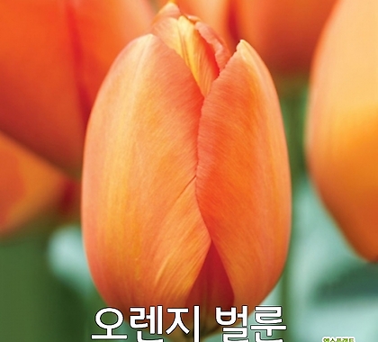 튤립구근 오렌지벌룬(5개)