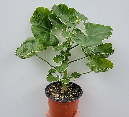 Pelargonium(Geranium) 15-30cm 45