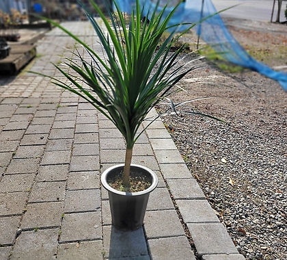 인기드라코 관엽식물 70-110cm 299