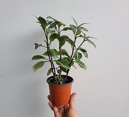 잎이매력적인 아펠란드라 소품 10-30cm 39