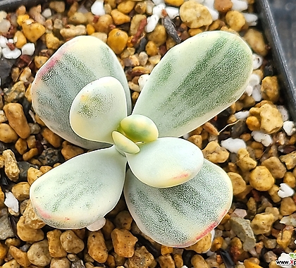 Cotyledon orbiculata cv variegated 2