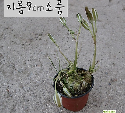 [허브여울다육] 프린시피스 (알부카/ 꽃에서 바닐라향 구근식물) 지름 9cm 소품화분