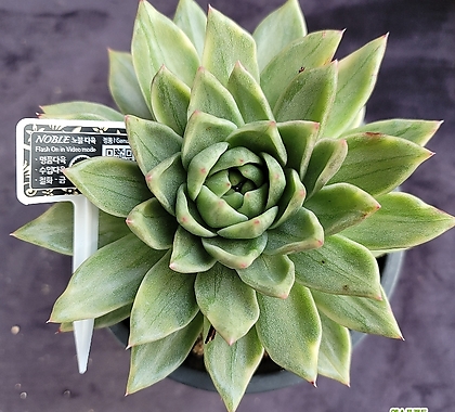 썬플라워(Noblesucculent상표등록제40-1785112호)(정품큐阿尔巴佳人코드이름표동봉) 
