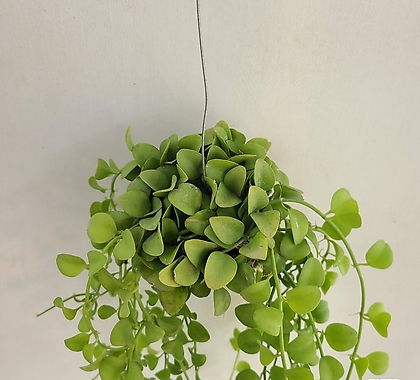 디시디아 그린 공기정화식물 반려식물 