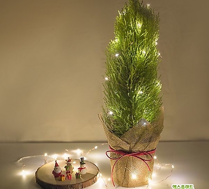 율마 중품 페이퍼커버 전구세트 크리스마스 집들이 선물 실내공기정화식물