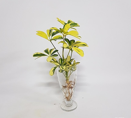 수경식물 프렌즈 컬러 홍콩야자(s) 2023 새 상품 수경재배식물