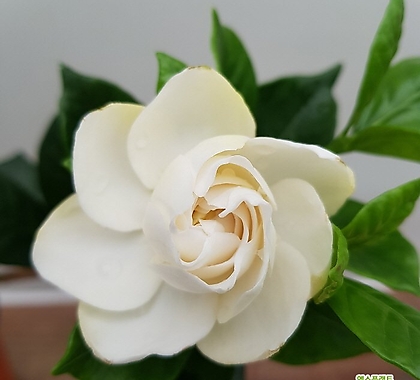 [진아플라워] 순백의 하얀꽃  치자나무 소형 069