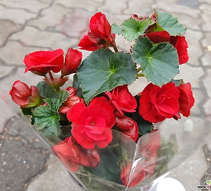 빨강 베고니아 꽃대바글바글 대품