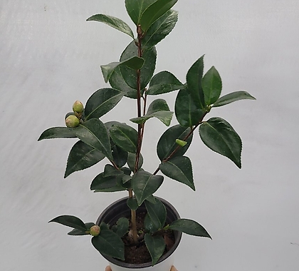 초절정 겨울식물 블랙로즈동백나무 중품 35-60cm 69