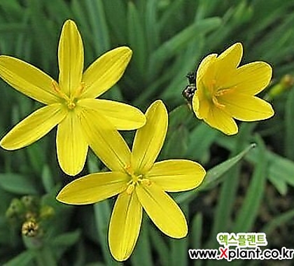 노랑등심붓꽃(랜덤)