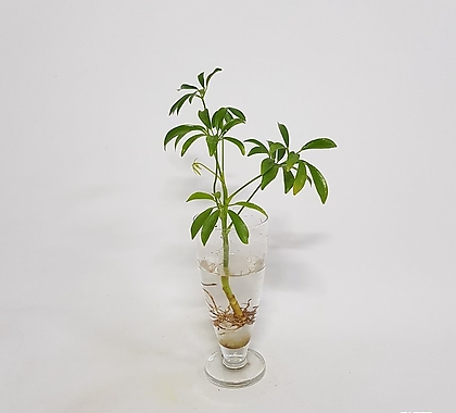 수경식물 프렌즈 홍콩야자 1촉(s) 2023 새 상품 수경재배식물