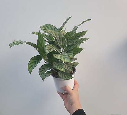 칼라데아 프레디  무늬개 멋진 식물 소품 25-40cm 79
