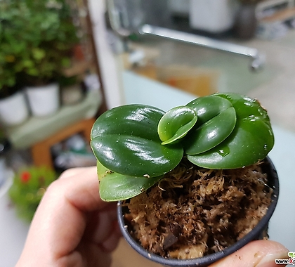 Phalaenopsis japonica 