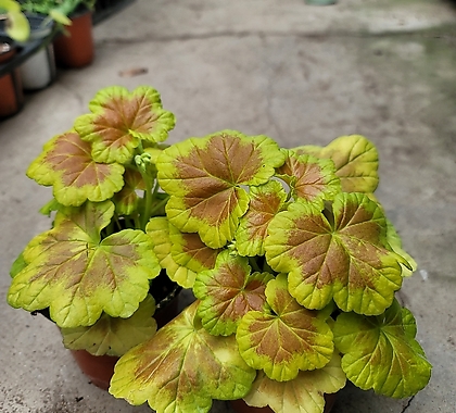 Pelargonium(Geranium) 59