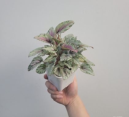 Begonia 15-25cm 69