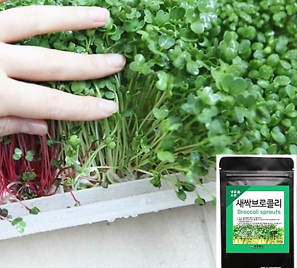 세경팜 브로콜리싹 300g 새싹채소씨앗 키우기 새싹채소 재배