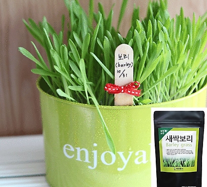 세경팜 보리싹30g 300g 1kg 새싹채소씨앗 키우기 캣글라스