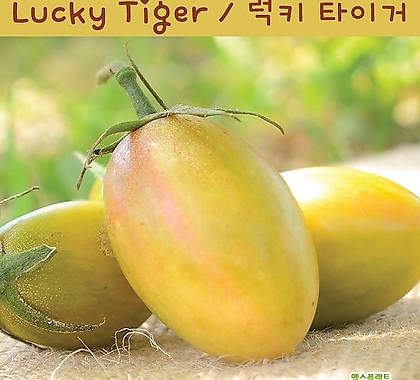 럭키 타이거 Lucky Tiger 방울토마토  달콤한 희귀토마토 교육체험용 세트