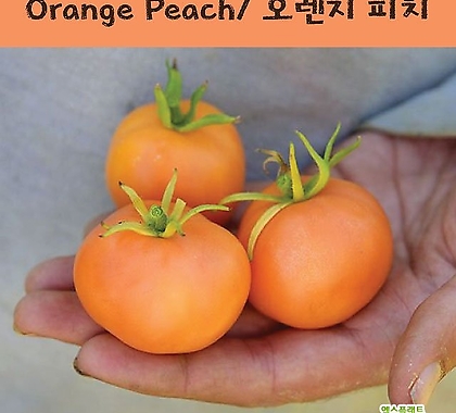 오렌지피치 Orange Peach 방울토마토  달콤한 희귀토마토 교육체험용 세트