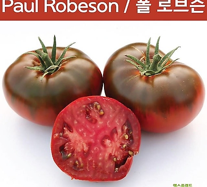 Paul Robeson 폴 로브슨 토마토 달콤한 희귀토마토 교육용 체험용 세트