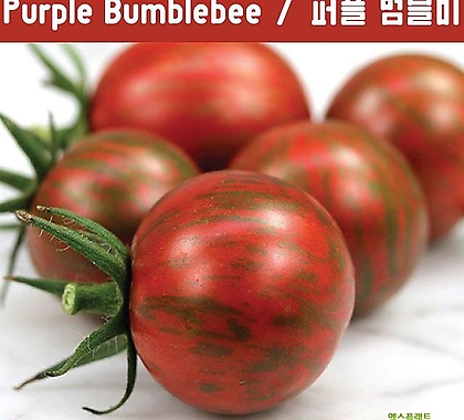Purple Bumblebee 퍼플 범블비 방울토마토  달콤한 희귀토마토 교육체험용 세트