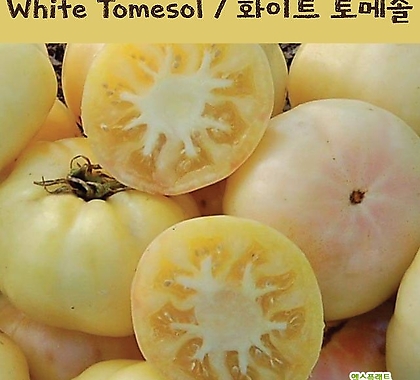 화이트 토메솔 White Tomesol  큰토마토  달콤한 희귀토마토 교육체험용 세트