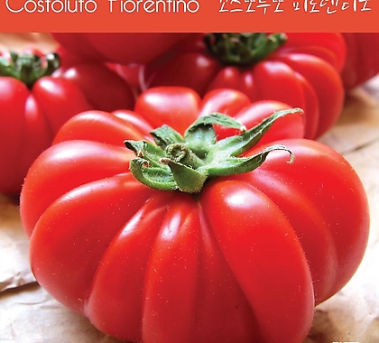 꼬스또루또 피로렌티노  Costoluto Fiorentino 달콤한 희귀토마토 교육용 체험용세트