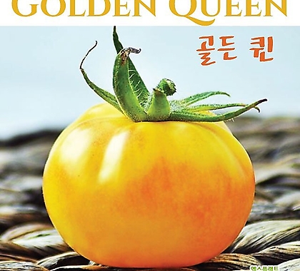 골든 퀸 Golden Queen 큰토마토  달콤한 희귀토마토 교육체험용 세트