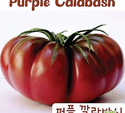 퍼플 깔라바시 Purple Calabash  큰토마토  달콤한 희귀토마토 교육체험용 세트