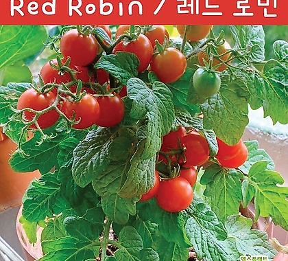 레드로빈 Red Robin 희귀 난쟁이 앉은뱅이 토마토 교육용 체험용키우기 세트
