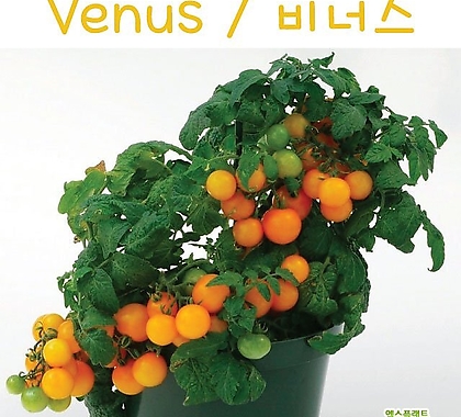 비너스 Venus희귀 난쟁이 앉은뱅이 수경재배토마토 교육용 체험용세트