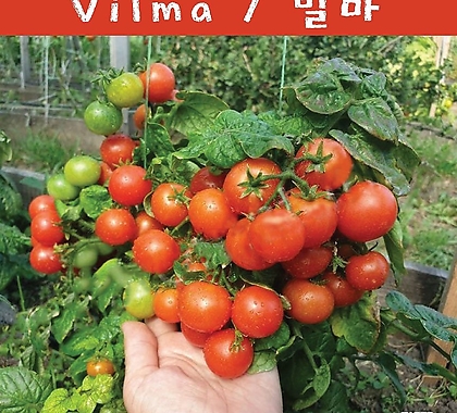빌마 Vilma 희귀 난쟁이 수경재배토마토 교육용 체험용세트