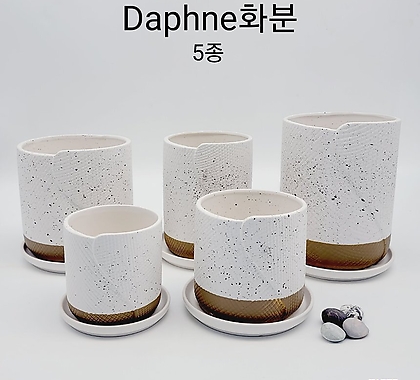 Daphne소품화분 5종