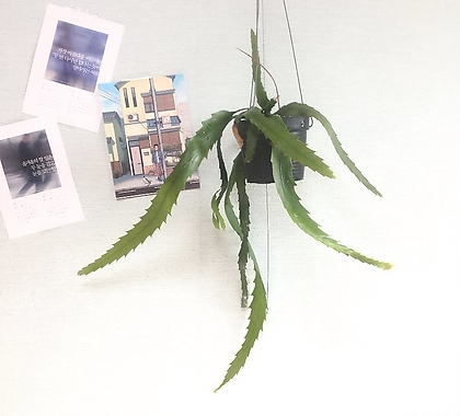 립살리스 뉴쇼우 행잉플랜트 에어플랜트 희귀식물