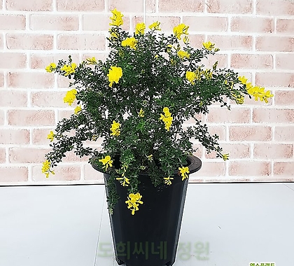 [도희씨네 정원] 노란색 꽃자루 애니시다 화분 240