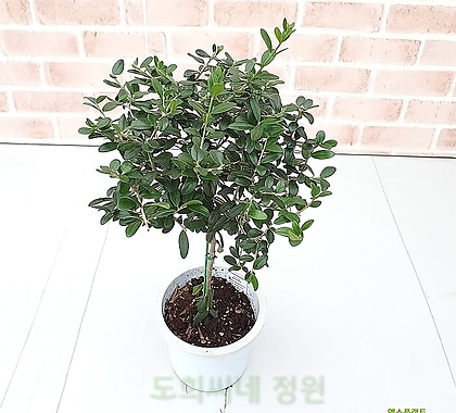 [도희씨네 정원] 토피어리 올리브 나무 430