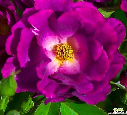 프랑스장미.4계.렙소디인 블루.old rose 향기.예쁜진한보라색.(꽃형 예쁜형).울타리.넝쿨장미.월동가능.