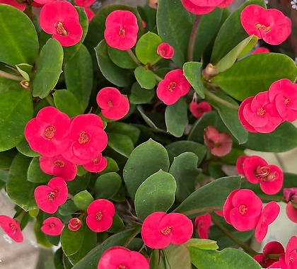 꽃기린 빨강 공기정화식물 반려식물 온누리꽃농원