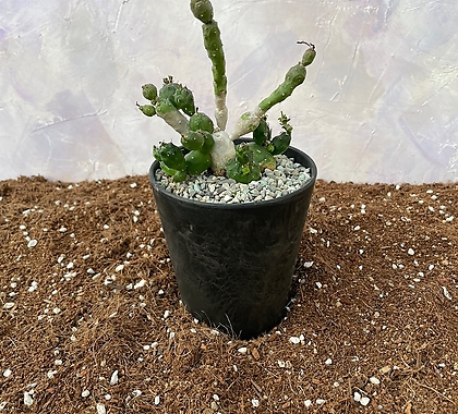사막의보석[Euphorbia/globosa]